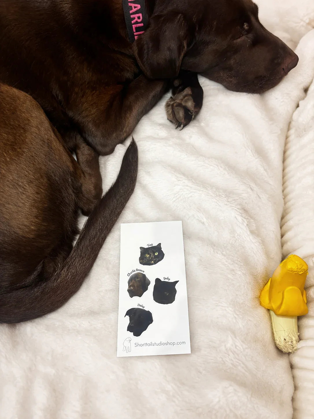 Personalized Pet Sticker Sheet | Waterproof & Glossy Design